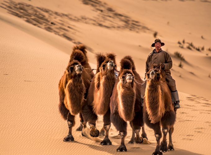 The Treasures of Mongolia